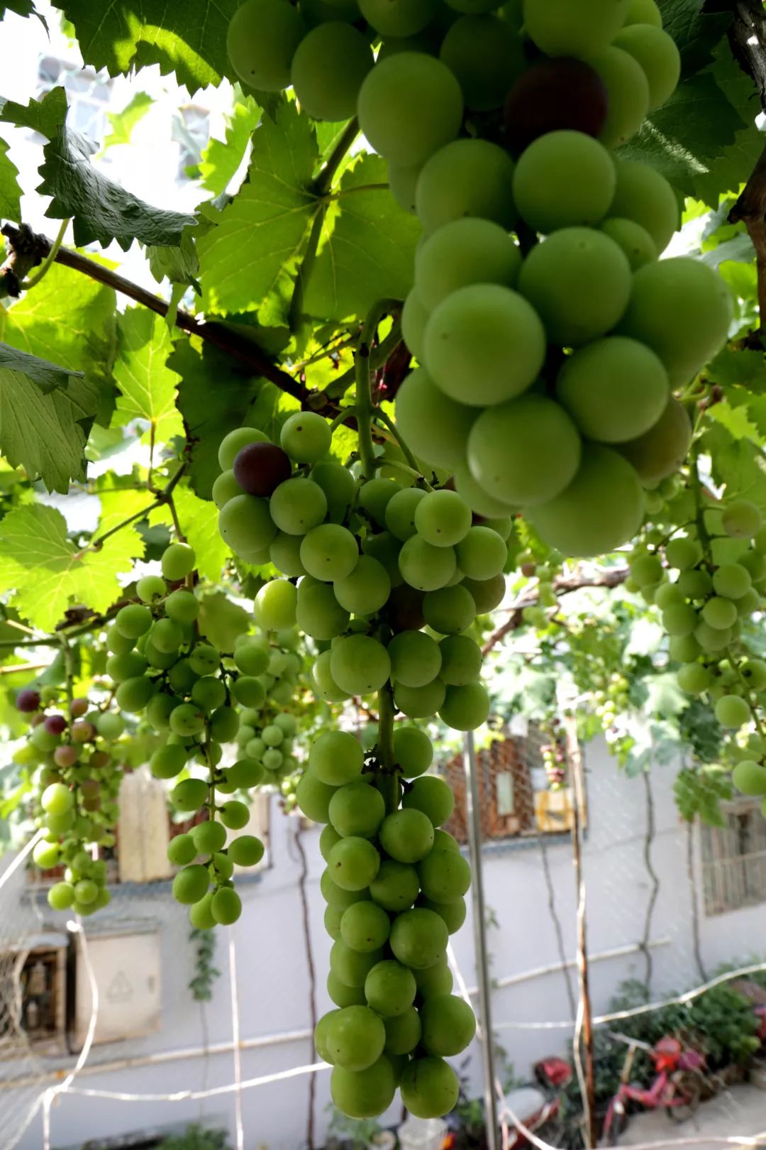 奇!海安老人种出"葡萄树王"丨农业专家:得益于环境适宜养护良好