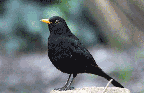 100余只孔雀,骆驼,猴子,灰鹤,梅花鹿等品种繁多,令人叹为观止!