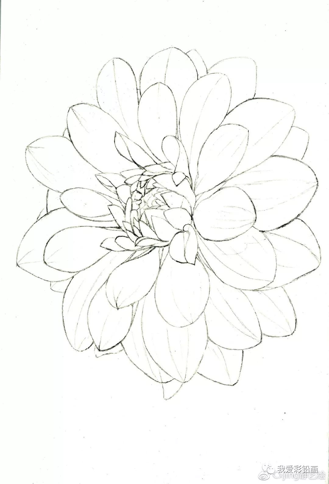好一朵《绽放》大丽花~_花瓣