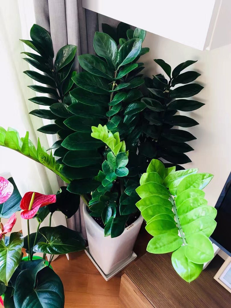 原创盆栽金钱树在夏季如何管理5个技巧枝繁叶茂铜钱挂满枝美爆了