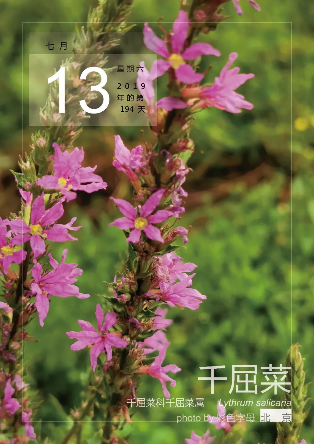 7月13三色栉花竹芋