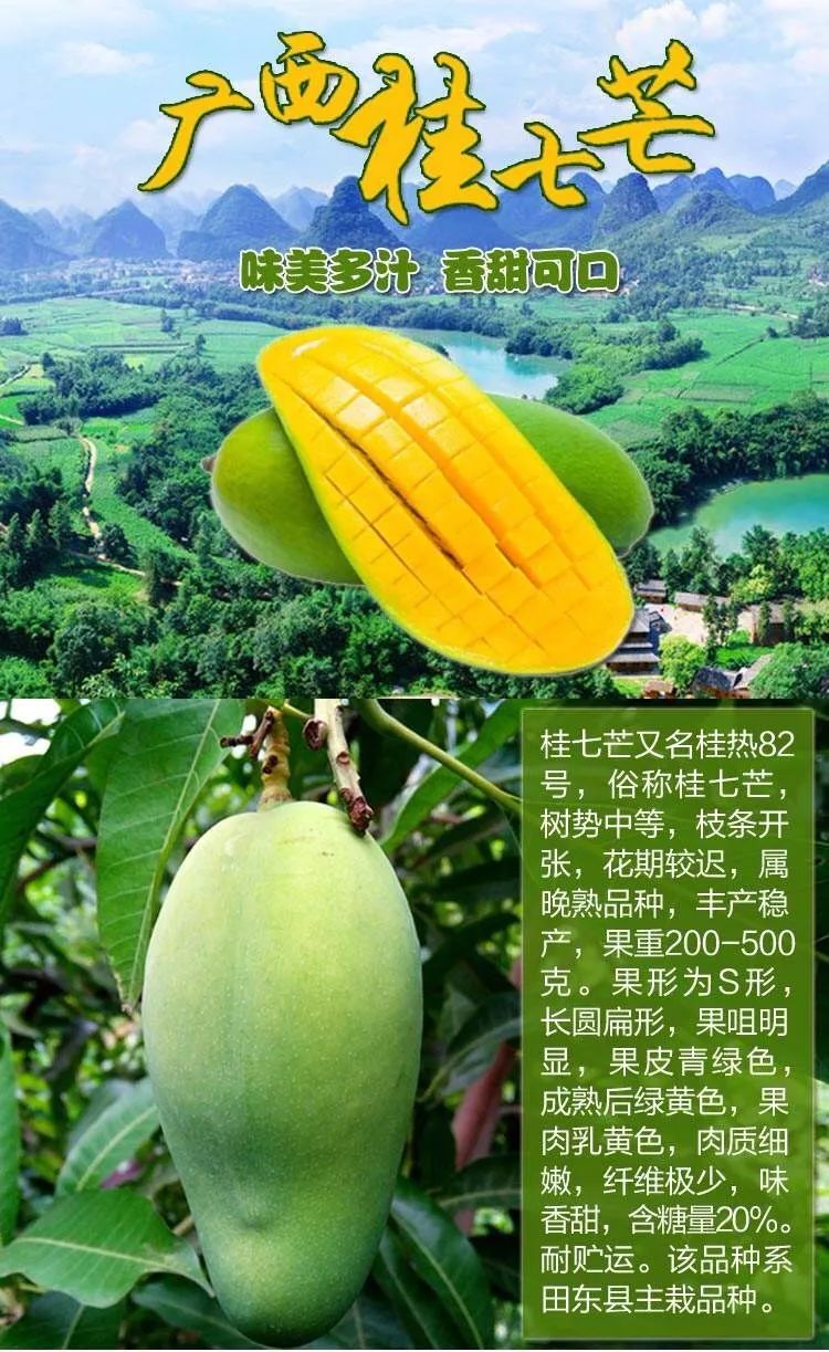 桂七芒果宣传广告图片