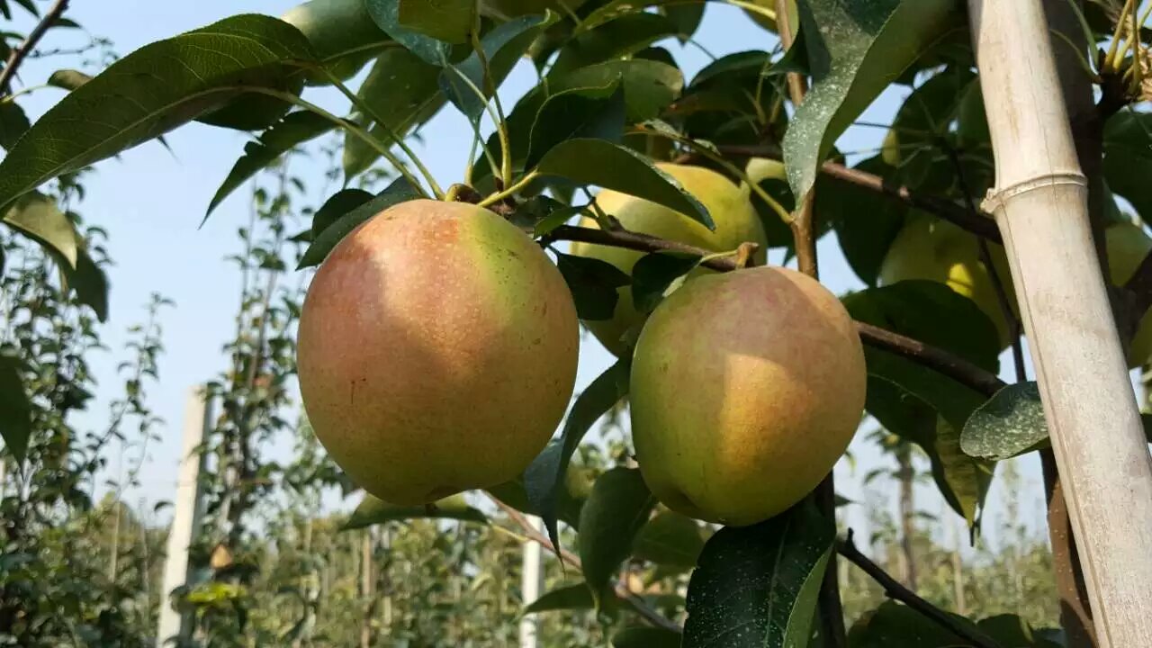 状元冰糖梨苗品种介绍状元冰糖梨苗栽培要点