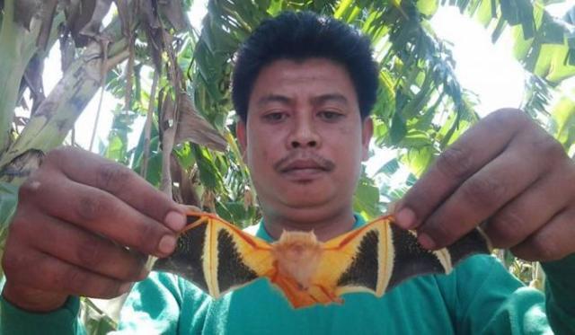 你见过彩色的蝙蝠吗看完令人印象深刻