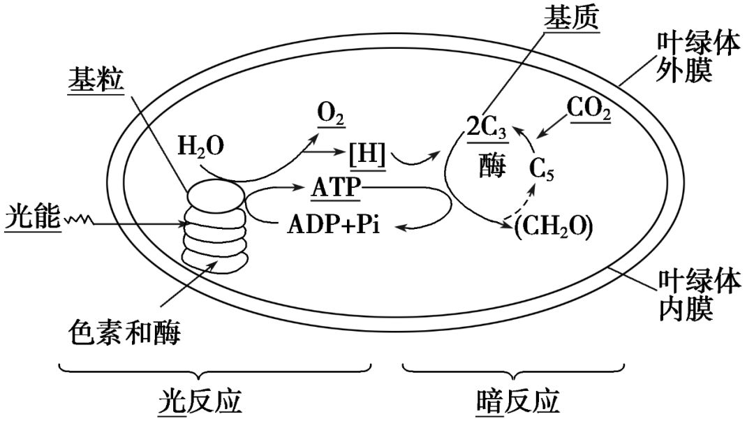 光反应碳反应流程图图片