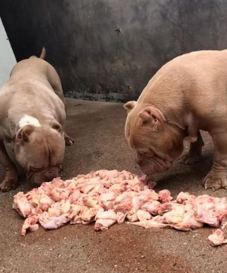 恶霸犬吃一堆生肉,狼吞虎咽,一餐吃十斤刚够塞牙缝