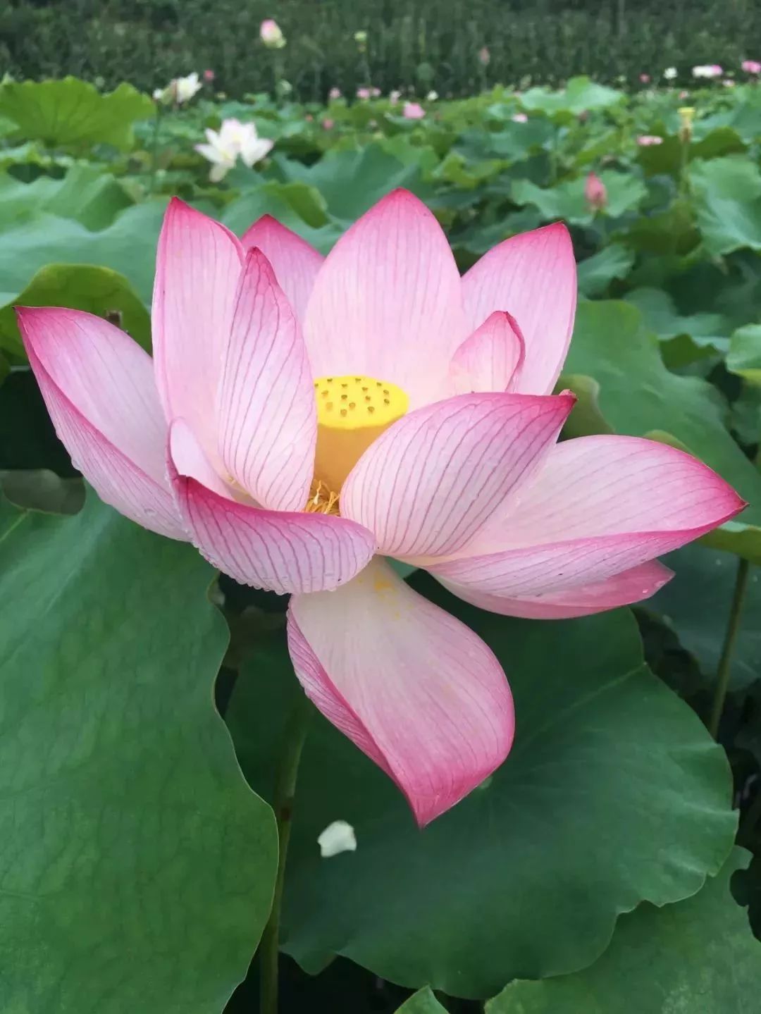 沁人心脾的幽香丝丝缕缕地散发出来 连绵的景色让人明白 莲花仙子,在