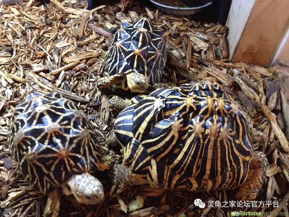隆背,金刚_大山谷图库