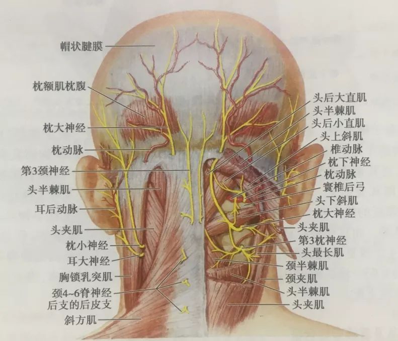 声东击西的颈源性头痛头痛为啥与颈部有关系