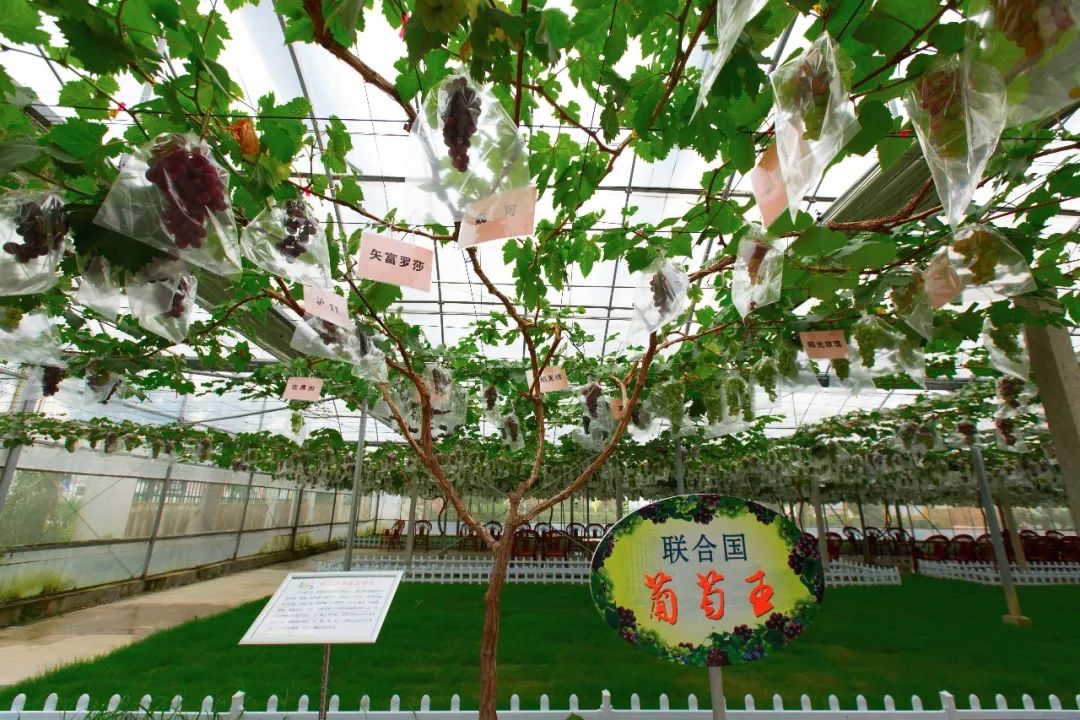 "施泉葡萄园"亲子采摘一日游第二期报名啦