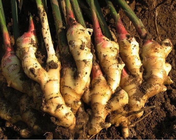 长泰明姜姜与糖的美妙邂逅