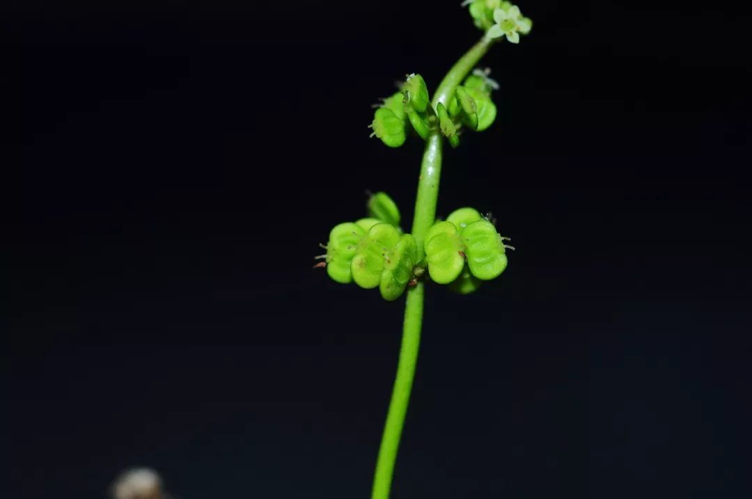 令人困惑的香菇草一起来了解下吧