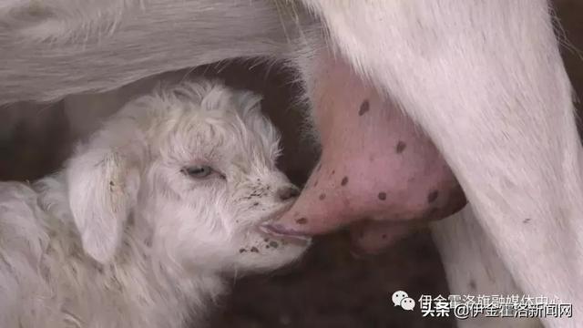 伊金霍洛旗"英雄"羊妈妈喜生五胞胎