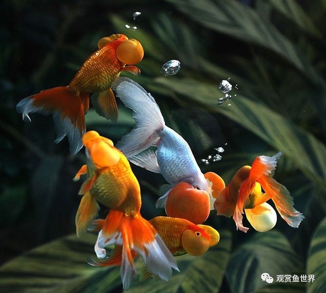 家里养鱼到底是该养单数还是双数呢