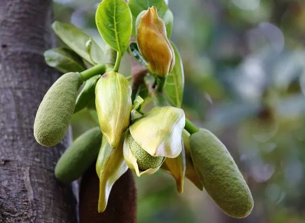 这要从菠萝蜜的花说起