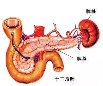 急性胰腺炎的症狀和危害急性胰腺炎是多種病因導致胰酶在胰腺內被激活