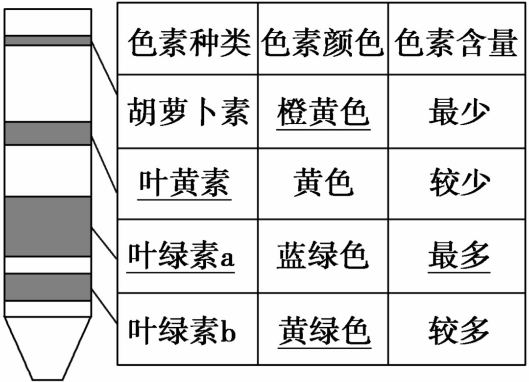 色素带的分布图图片