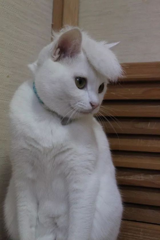 把猫掉的毛放在猫的头上,整了个发型,这发型我能笑一天