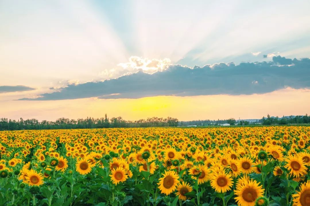 摄影/摄像:艾克热木 王嘉豪 王世岩三千亩金色向阳花即将绽放乌尔禾