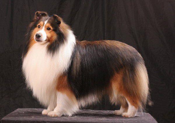 地球上10大最聪明的狗狗,边境牧羊犬勇夺榜首,你最喜欢哪一种?