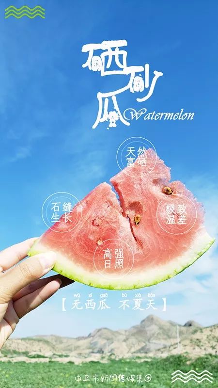 中卫硒砂瓜熟了