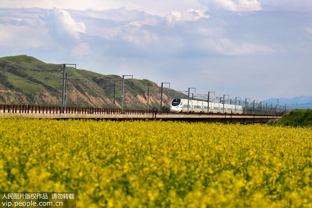 兰新高铁动车穿越最美油菜花海