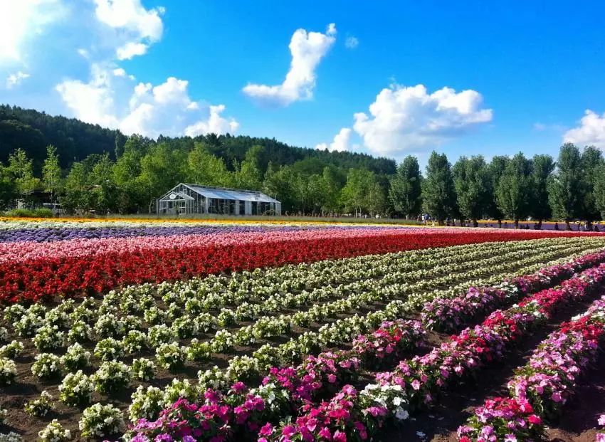 逛遍了度假村,套餐内还会安排去著名的富良野花田赏花哦～度假村还有