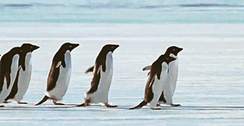 500_258gif 动态图 动图