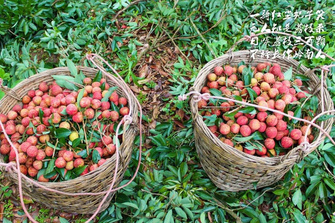 一年好景皆阅尽,最喜荔枝上市时,荔枝壳如红缯 ,膜如紫绡,瓤肉莹白如