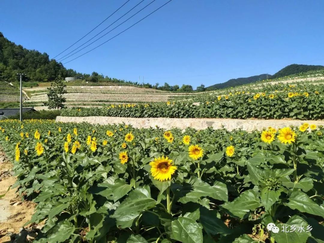 栾川县首届"民丰银行杯"高山向日葵赏花节火热出炉!