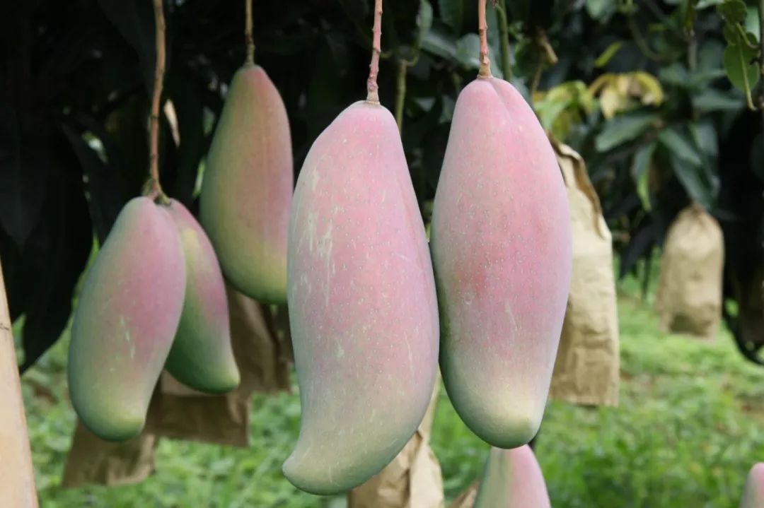 直播预告13日2000我们带你走进2019永德芒果之乡文化旅游节