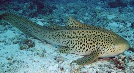 萦绕在头顶的海洋——海底隧道_鲨鱼