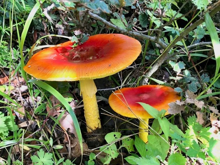 菌子吃得好极乐登得早