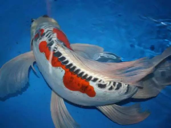 每天认识一种鱼658丨花秋翠鱼如其名光鲜亮丽