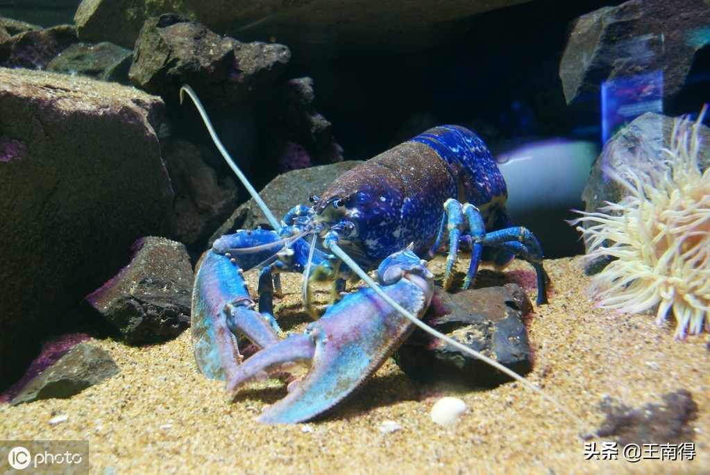 约200万中出现一只,稀有的蓝色龙虾,尼克森捐给水族馆