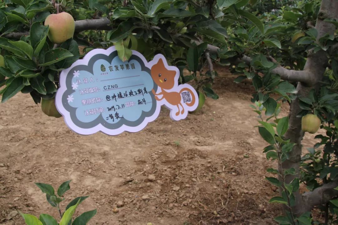 苹果树树牌图片