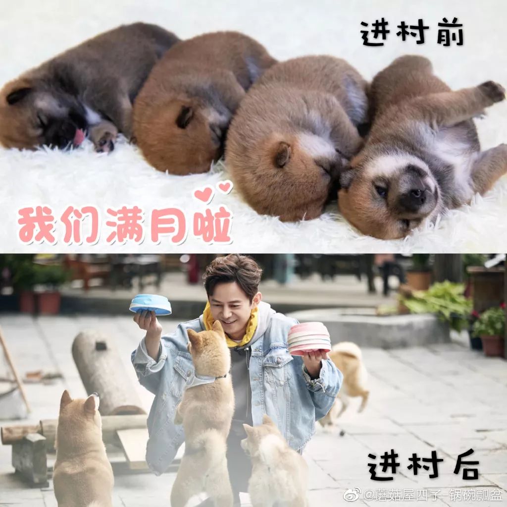 向往的生活锅碗瓢盆均被领养h家族遍及娱乐圈