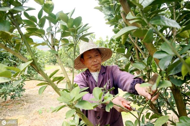 柚子树修剪以后剪口流胶树枝枯死是怎么回事技术不过关所引起