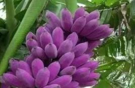 南洋红香蕉高贵紫色阿宽蕉别说吃过你可能都没见过