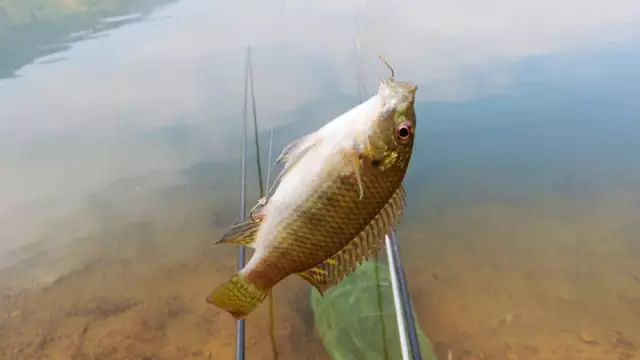 奔驰296公里,野钓红水河,鉴别这是什么鱼