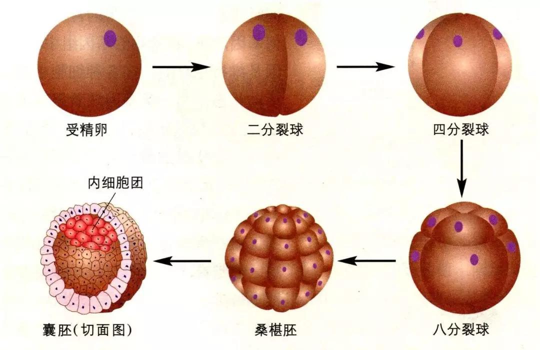 囊胚的评级从囊胚腔的扩张状态,内细胞团和滋养外胚层的发育三个维度