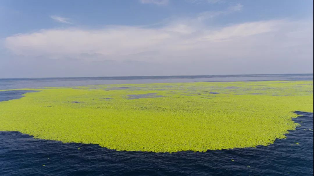 乳山海滩变草原终于确认浒苔蔓延源头了