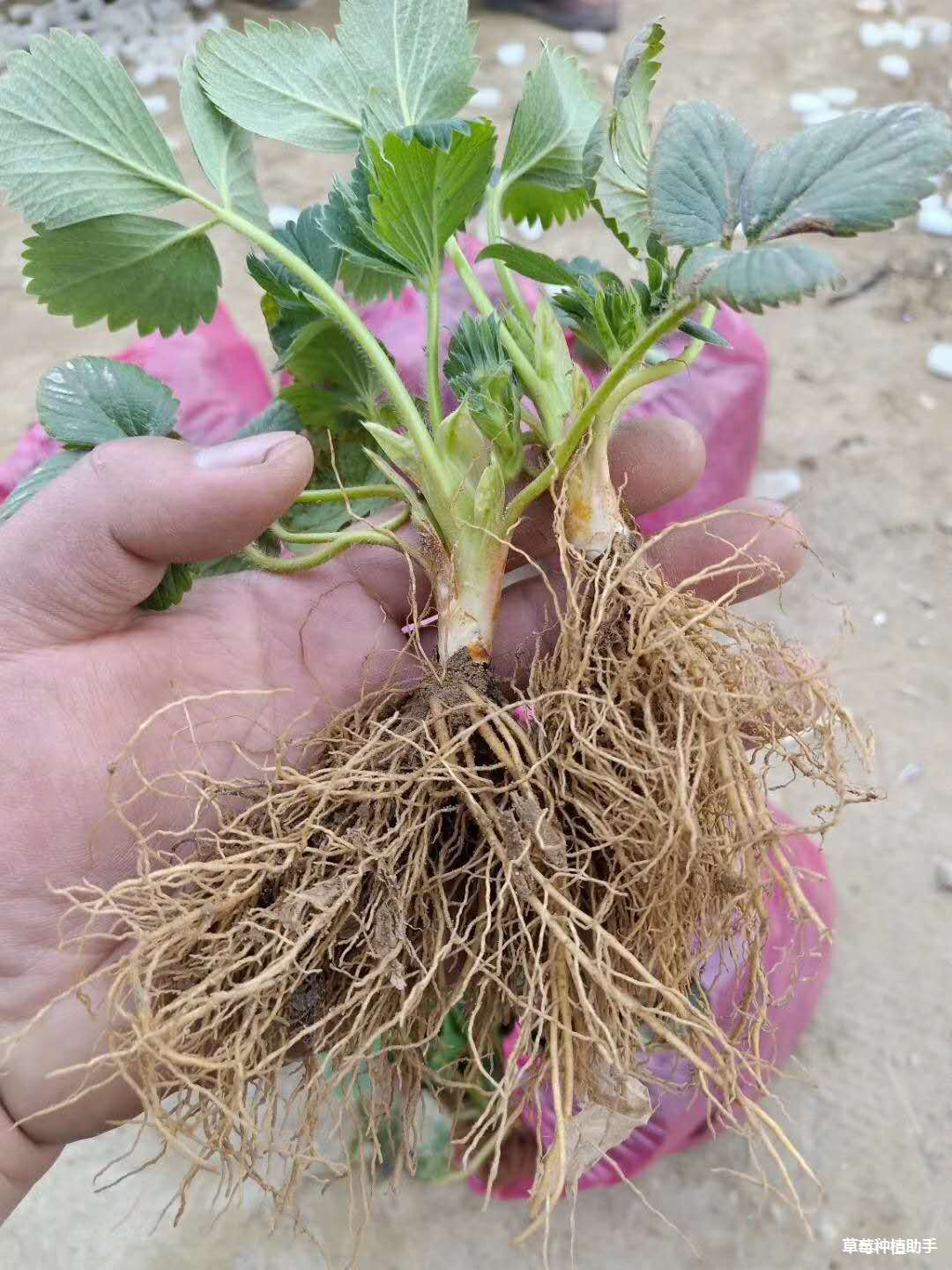 甜查理草莓苗价格的价格甜查理草莓苗种植技术