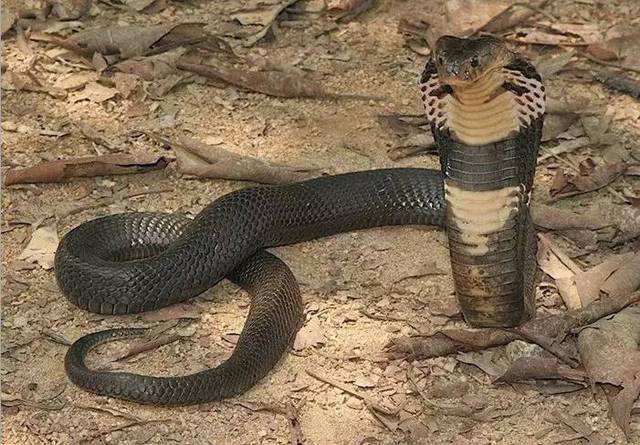 毒蛇的样子图片