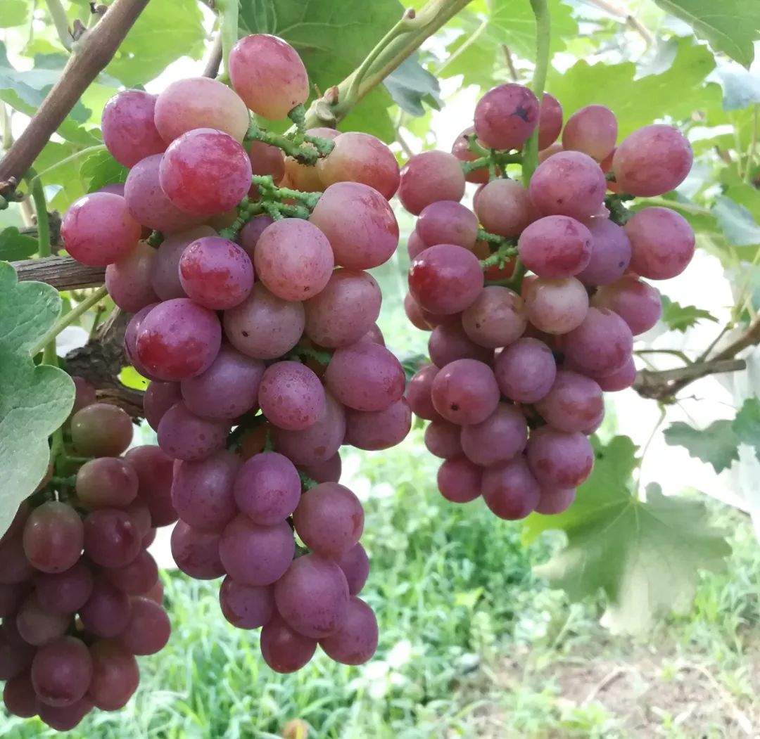葡萄上新入夏后最期待二朋家香甜的京艳和京蜜