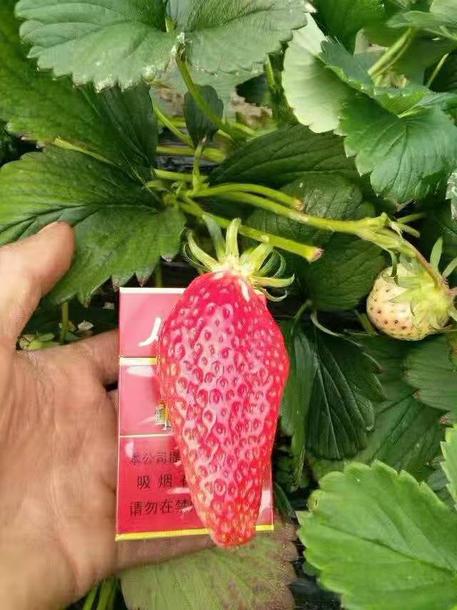 香蕉口味的草莓品种香蕉草莓品种介绍