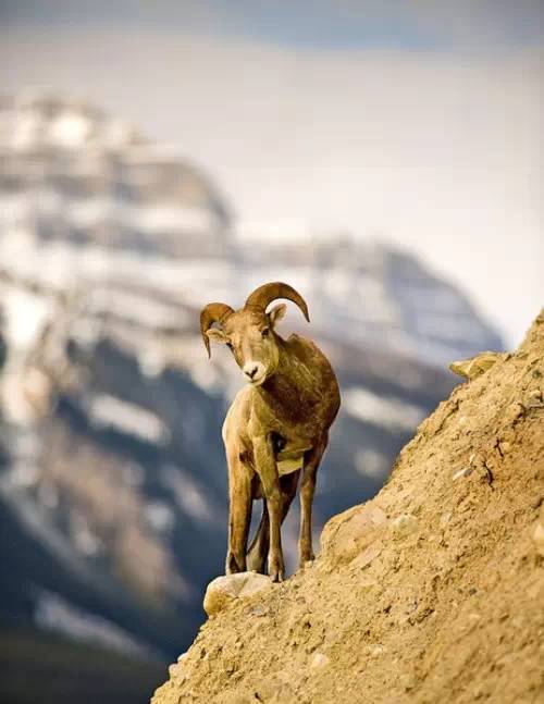 你知道新疆的羊有多骚情吗看完彻底震惊了