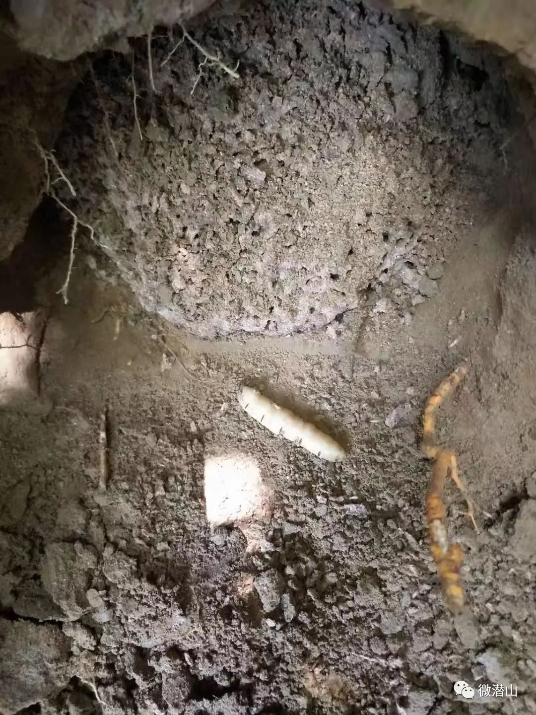 震惊潜山一河堤挖出20年白蚁窝蚁后长达七公分