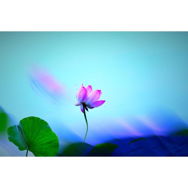 花卉摄影:我有一个梦,梦想出污泥而不染