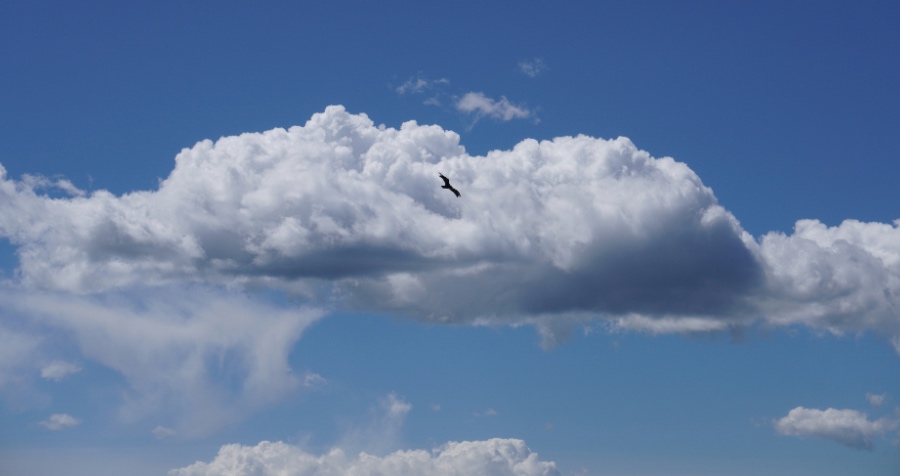 海信向左创维向右？错！彩电业绝地反击？先活命再说！-家电圈官网